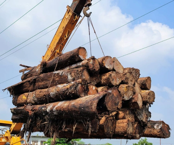 Teak Wood Log in Chennai